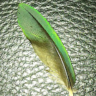 Lorrikeet feather