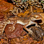 Fat-tailed gecko