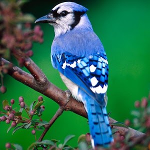 Bird's Voice.apk 1.1