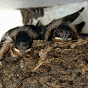North American Barn Swallow