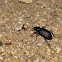 Caterpillar hunter beetle