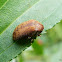 Amblycerus beetle