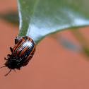Mariquita, Ladybug