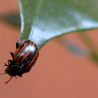 Mariquita, Ladybug
