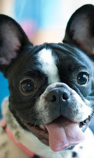 French Bulldogs Jigsaw Puzzle Screenshots 3