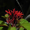 Firebush