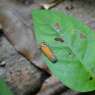 Leaf Hopper