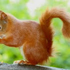 Red Squirrel