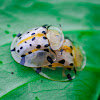 Tortoiseshell beetle
