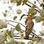 Abubilla (Hoopoe)