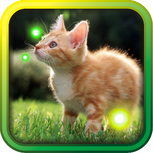 Kitty Gallery HD Photo LWP 個人化 App LOGO-APP開箱王