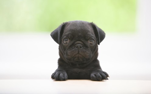 Puppy Dog Wallpaper Screenshots 13