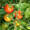 Cherry tomatoes