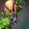 Crab Spider