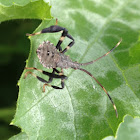 Leaffooted nymph
