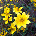 Stone mountain daisy