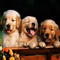 3D cute dog 31 logo