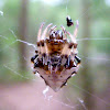 Triangulate orb-weaver spider