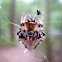 Triangulate orb-weaver spider