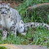 Snow Leopard