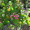 Manzanita (Barbados Cherry)