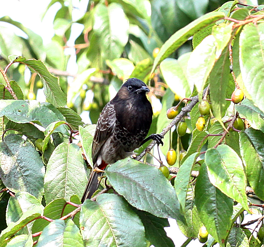 Red-Vented Bulbul (Adult)