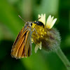 Southern Skipperling