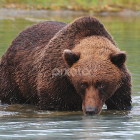 Alaska Fish Finder by Ken Miracle - Animals Other Mammals