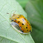 Yellow Spotted Tortoise Beetle