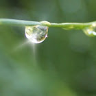 Water droplet on a blade of Mondo Grass