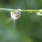Water droplet on a blade of Mondo Grass