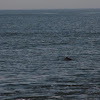 Harbour porpoise