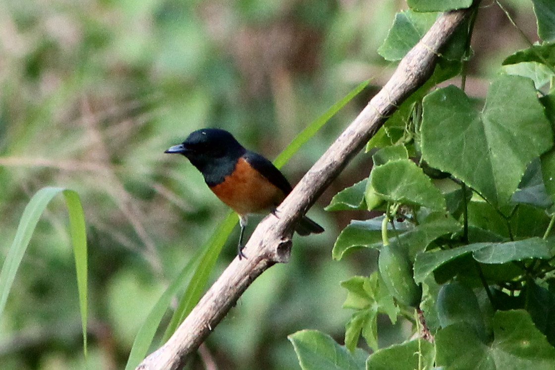 Vanikoro Flycatcher