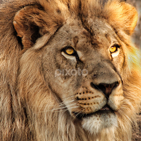 King by Mike Neal - Animals Lions, Tigers & Big Cats