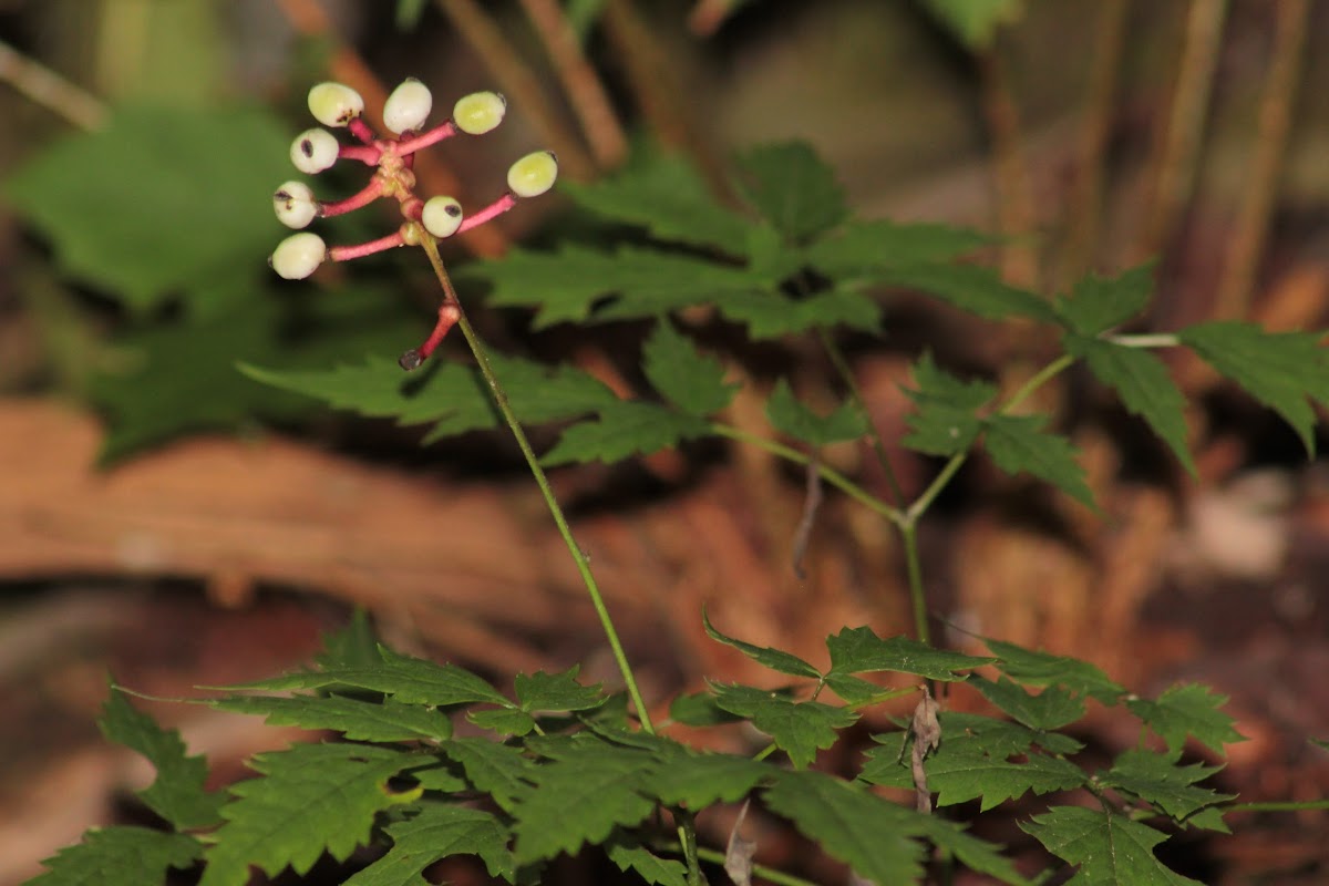 White Baneberry