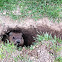Groundhog / Marmotte commune