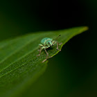 Pale Green Weevil