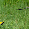 Yellow-crowned bishop and Pin-tailed whydah fighting