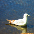 Ring-billed Gull (Immature)