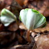 Beech sprout