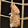 Euglyphis Moth