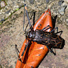 Harlequin Beetle. Escarabajo Arlequín