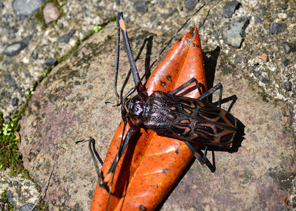 Harlequin Beetle Escarabajo Arlequin Project Noah