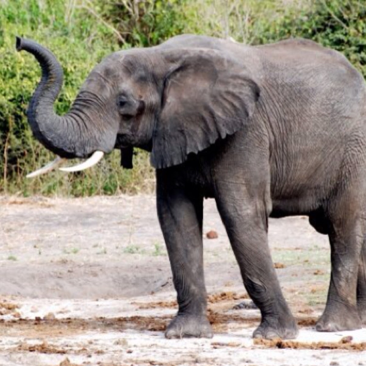 African Bush Elephant Project Noah