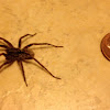 Carolina wolf spider