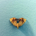 Lesser Grapevine Looper Moth