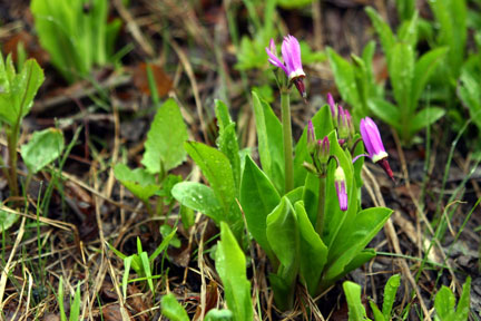 Shooting Star-Dodecatheon sp.