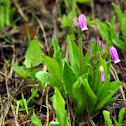 Shooting Star-Dodecatheon sp.