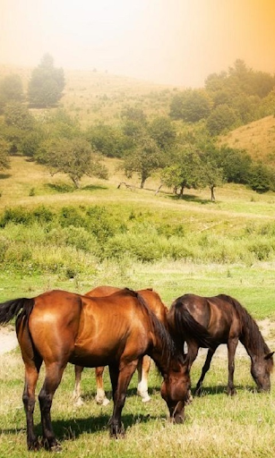 【免費個人化App】Horses Live Wallpaper pt-APP點子