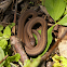 Northern Redbelly Snake